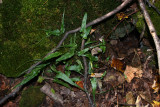 Walking Fern with flash