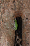 Eastern Gray Treefrog