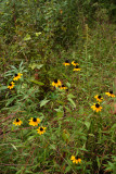 Thin-leaved Coneflower (Rudbeckia triloba)