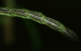 Netted Chain Fern (Woodwardia areolata)