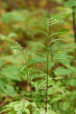 Netted Chain Fern (Woodwardia areolata)