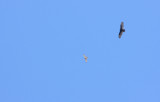 Broad-winged Hawk and Turkey Vulture.