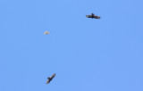 Broad-winged Hawk and Turkey Vultures