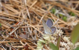 Eastern Tailed Blue