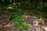 Southern Ground Cedar (Lycopodium digitatum)