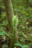 Ragged Fringed Orchid (Platanthera lacera)