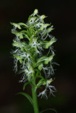 Ragged Fringed Orchid (Platanthera lacera)