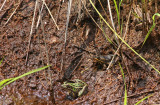 Southern Leopard Frogs and Carpenter Frog!