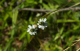 Spiranthes vernalis- Spring Ladies Tresses