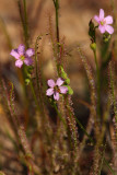 Threadleaf Sundew (Drosera filiformis)