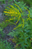 Anise-scented Goldenrod (Fragrant Goldenrod) Solidago odora