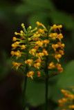 Platanthera cristata- (Orange Crested Orchid)