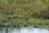 Mallards