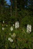 Platanthera blephariglottis