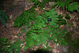Goldies Wood Fern (Dryopteris goldiana)