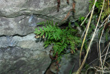 Fragile Fern (Cystopteris fragilis)