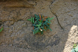 Pellaea glabella- (Smooth Cliffbrake)