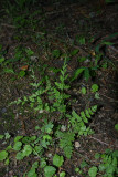Fragile Fern (Cystopteris fragilis)