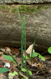 Scouring Rush (Equisetum hyemale)