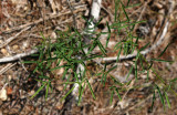 Pine Barrens Tick Trefoil (Desmodium strictum)