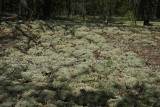False Reindeer Lichen (Cladina sp.)