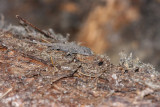 Northern Fence Lizard