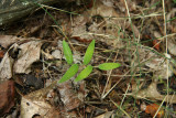 Bellwort sp. Probably Uvularia sessilifolia