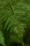 Lady Fern (Athyrium filix-femina)