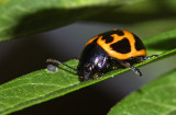 Milkweed Leaf Beetle