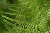 Northeastern Bracken Fern (Pteridium aquilinum)