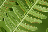 Northeastern Bracken Fern (Pteridium aquilinum)