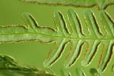 Northeastern Bracken Fern (Pteridium aquilinum)