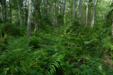 Osmunda cinnamomea (Cinnamon Fern)