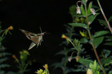 Pandorus Sphinx Moth