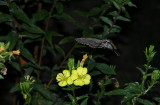 Carolina Sphinx Moth