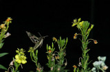 Pandorus Sphinx Moth
