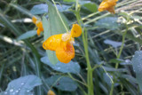 Impatiens capensis (Jewelweed)