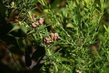 Groundnut (Apios americana)