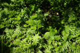 Woodwardia areolata (Netted Chain Fern)