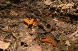 Red Efts with Red-backed Salamander