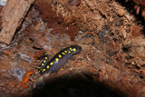 Spotted Salamander with Red Eft