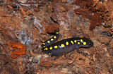 Spotted Salamander with Red Eft