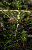 Proserpinaca pectinata (Cut-leaved Mermaid Weed)