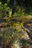 Solidago nemoralis (Gray Goldenrod)