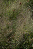 Muhlenbergia torreyana (Pine Barrens Smokegrass)