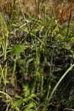 Lycopodiella appressa (Southern Bog Clubmoss)