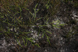 Lycopodiella appressa (Southern Bog Clubmoss)