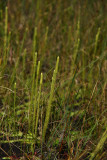 Lycopodiella appressa (Southern Bog Clubmoss)