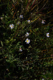 Aster novi-belgii (New York Aster)