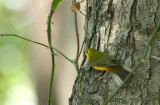 Hooded Warbler